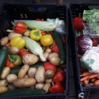 2024_7 gerettete Lebensmittel.Gemüse.jpg